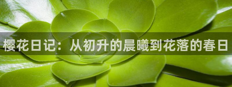 动漫天堂3d：樱花日记：从初升的晨曦到花落的春日